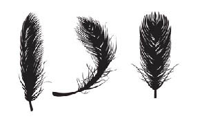 feather vectors feather vectors