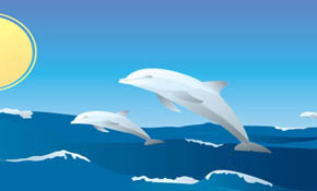 Happy Dolphins Happy Dolphins
