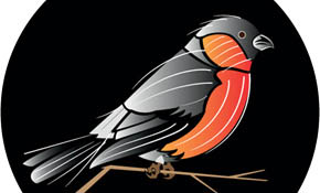 Vector Bird Vector Bird