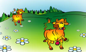 cow cow