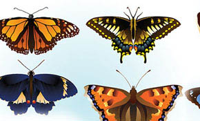 free butterfly vector free butterfly vector