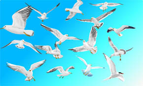 Vector Sea Gull Vector Sea Gull