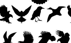 Free Vector Birds