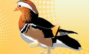 Mandarin Duck Vector