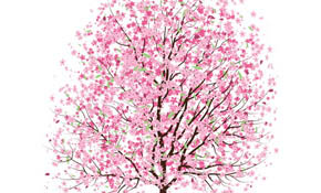 Pink Cherry Blossom Tree
